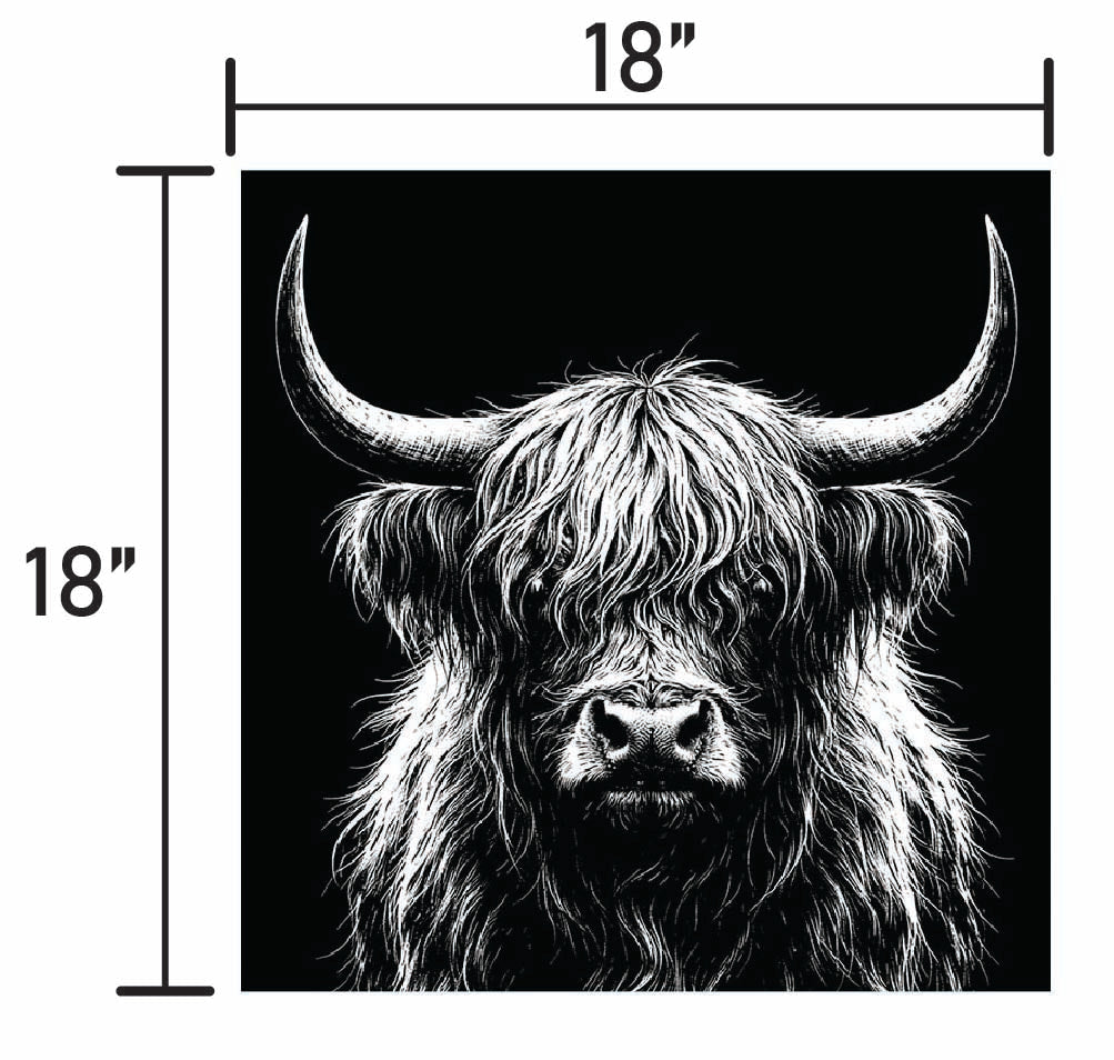 B&W Higlinder Cow 3