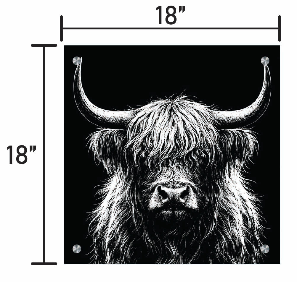 B&W Higlinder Cow 3