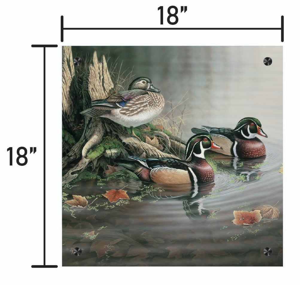 Backwater Wood Ducks