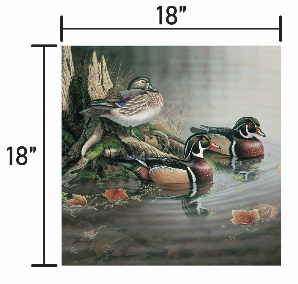 Backwater Wood Ducks