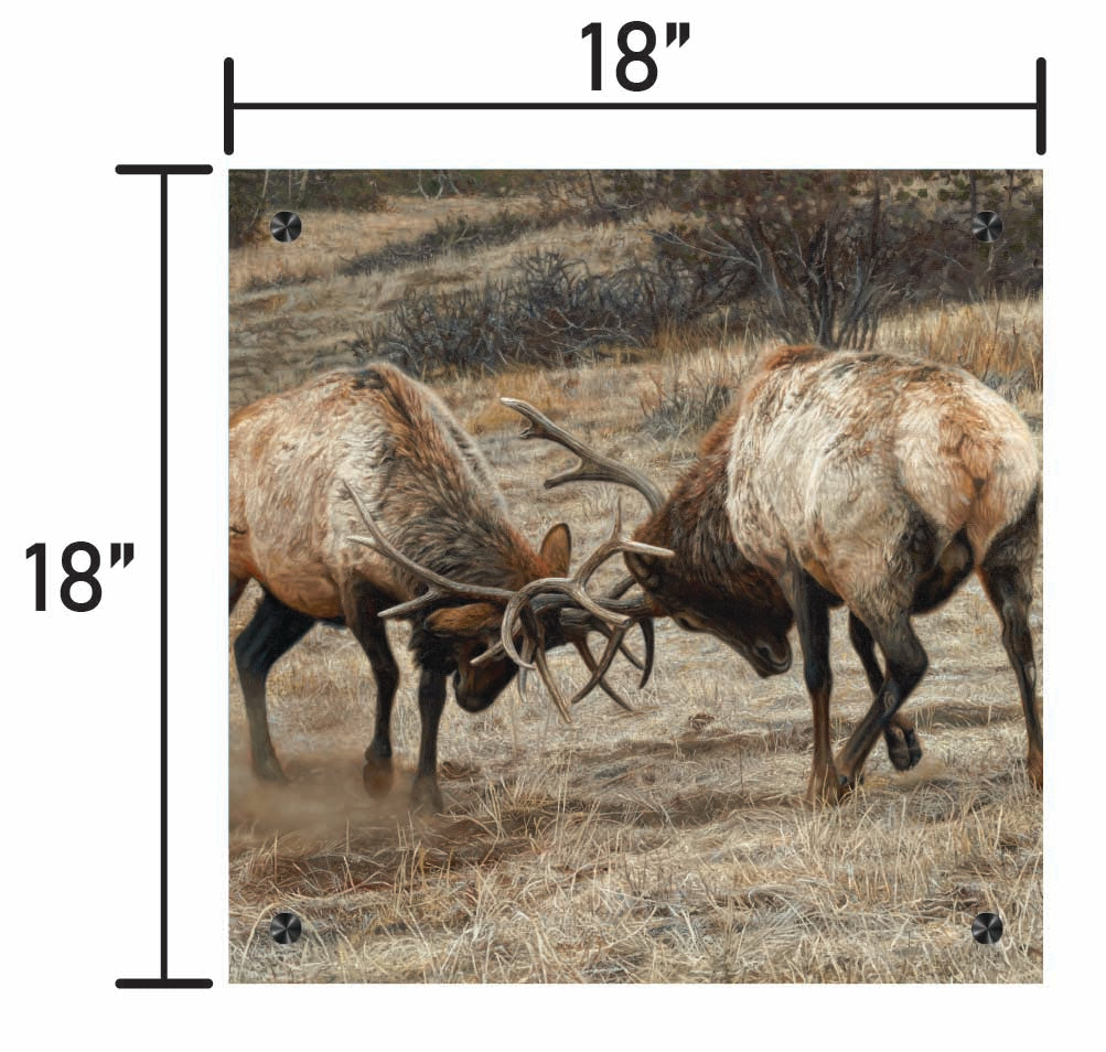 Anything for Love - Elk