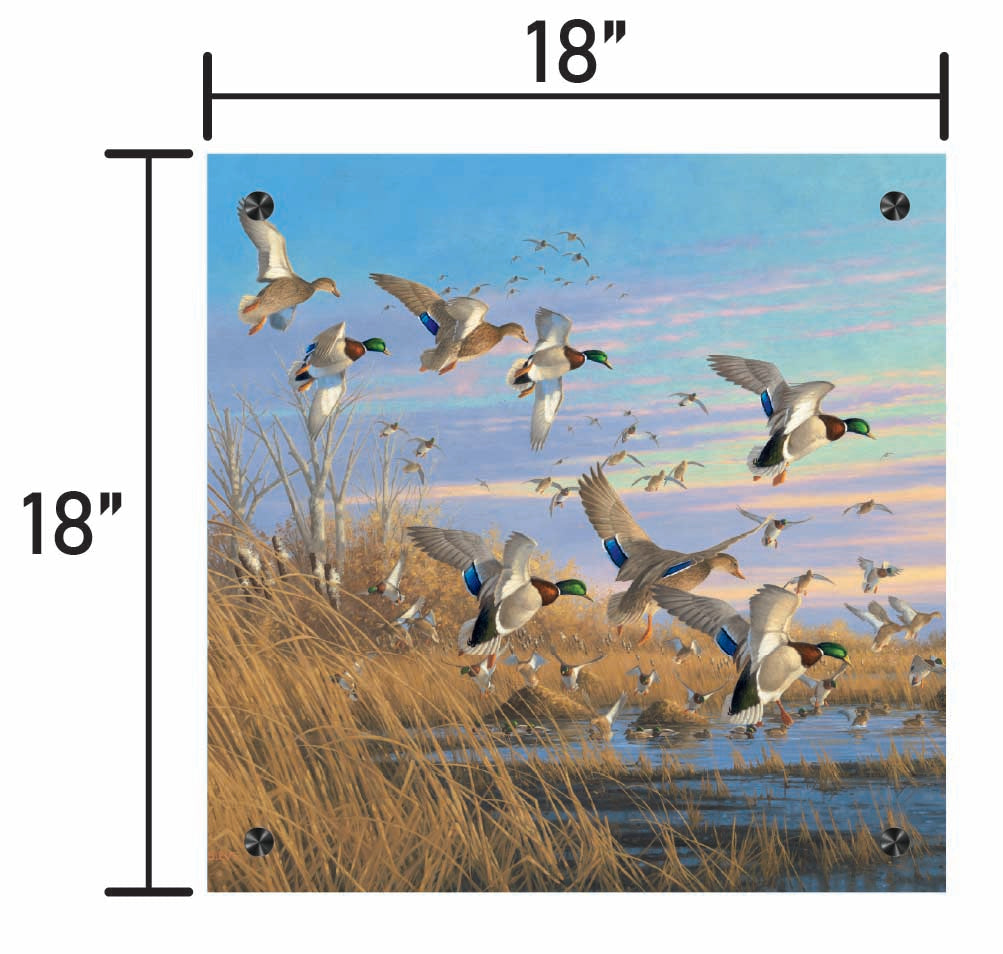 Dropping in Mallards