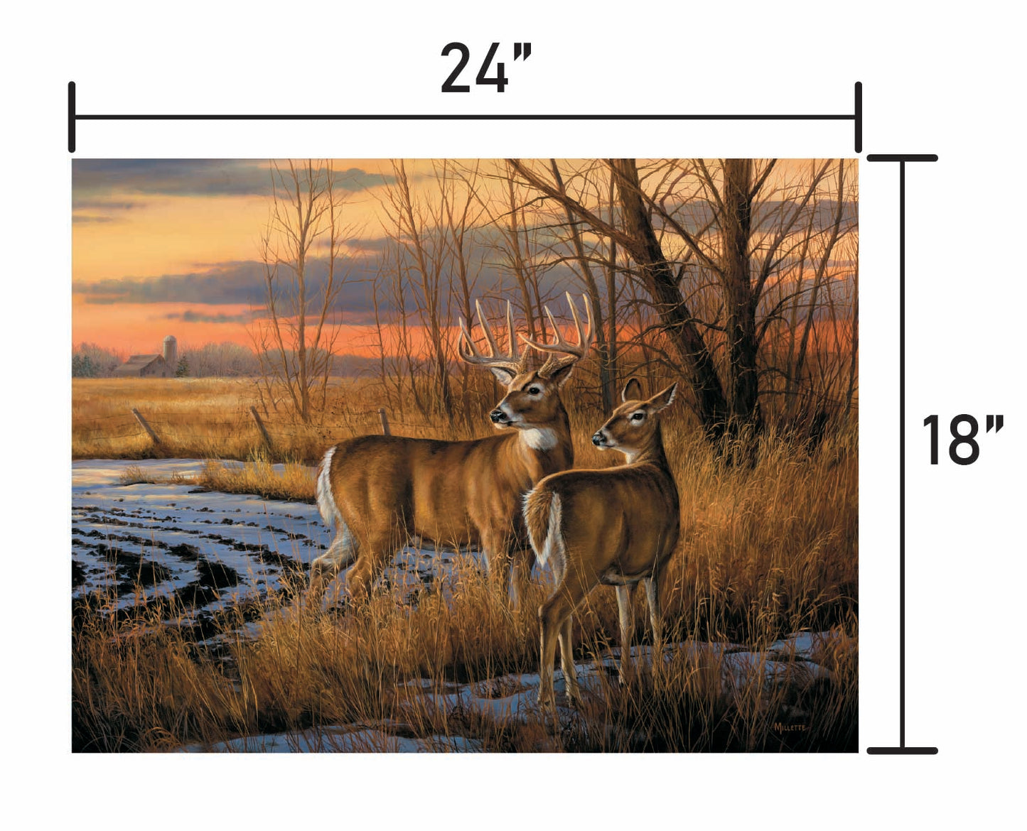 Daybreak-Whitetail Deer