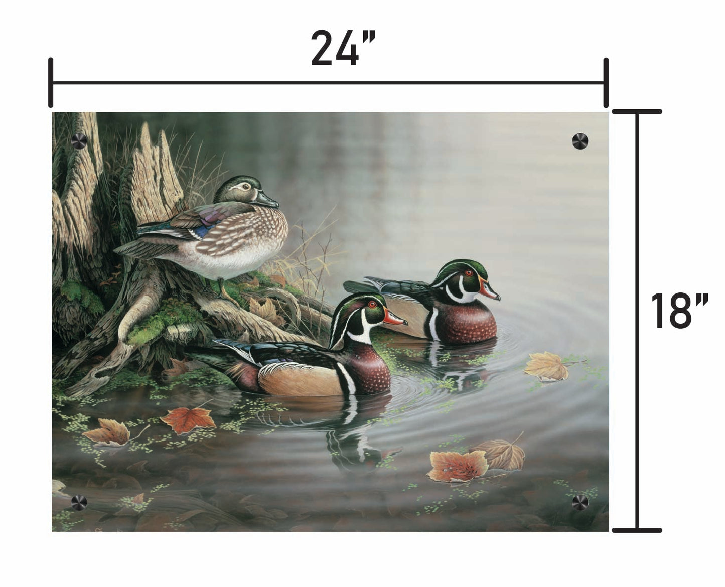 Backwater Wood Ducks