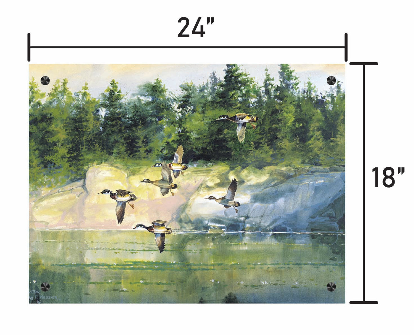 The Woodies-Wood Ducks