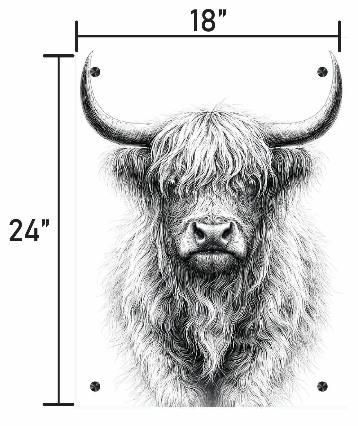 B&W Higlinder Cow 1