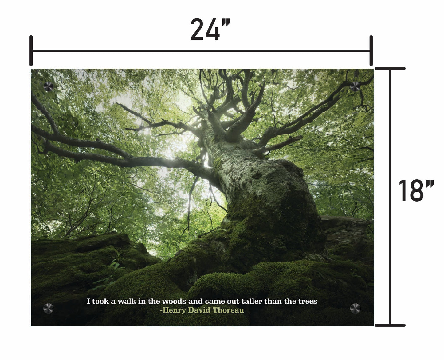 King of the Forest  w/ Quote