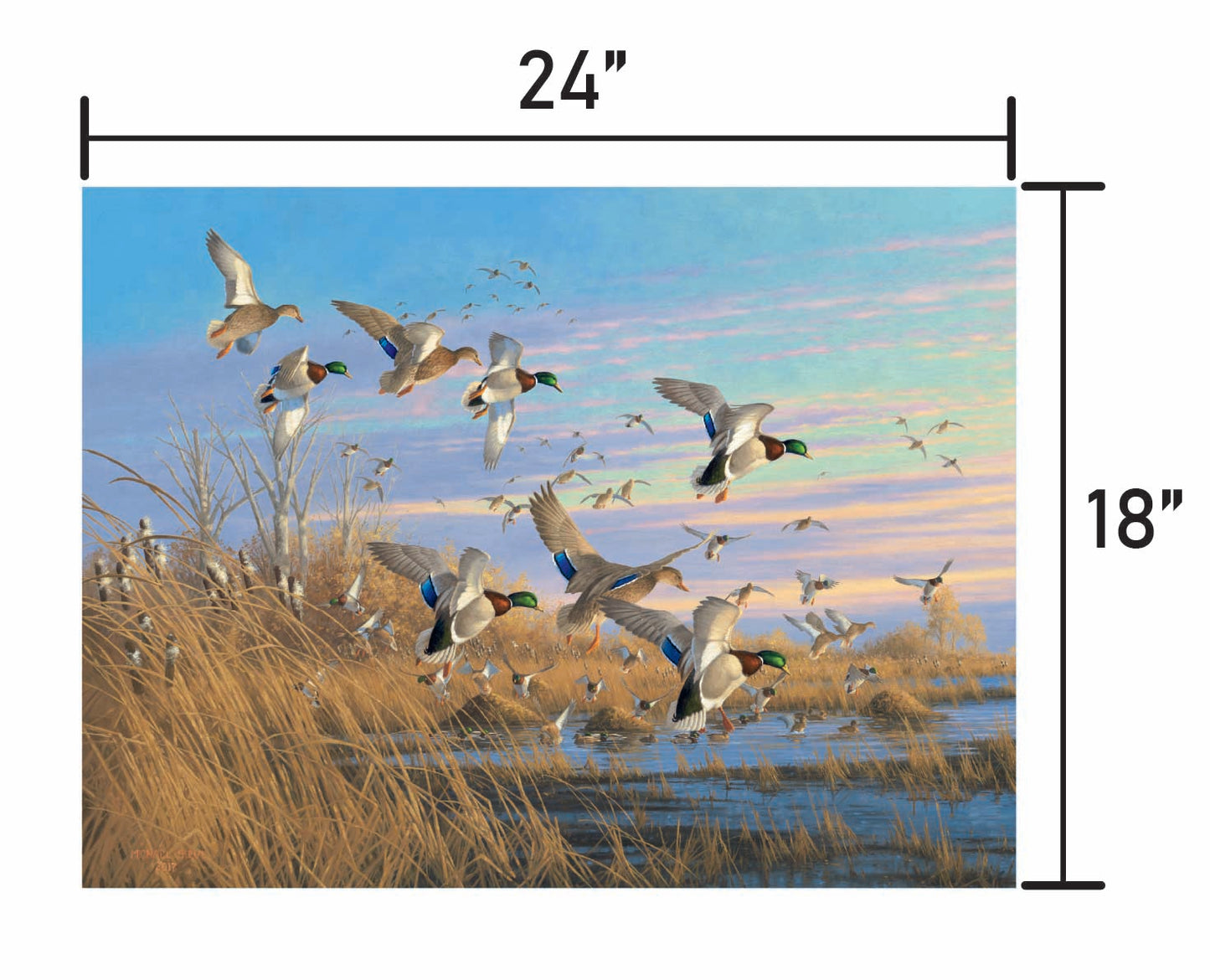 Dropping in Mallards
