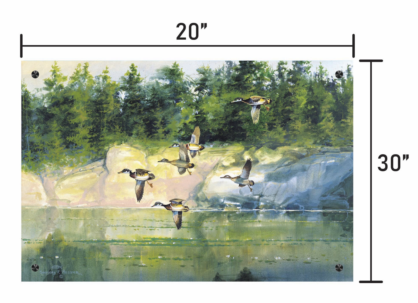 The Woodies-Wood Ducks