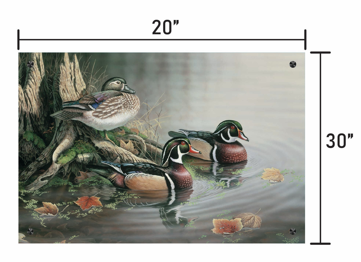 Backwater Wood Ducks