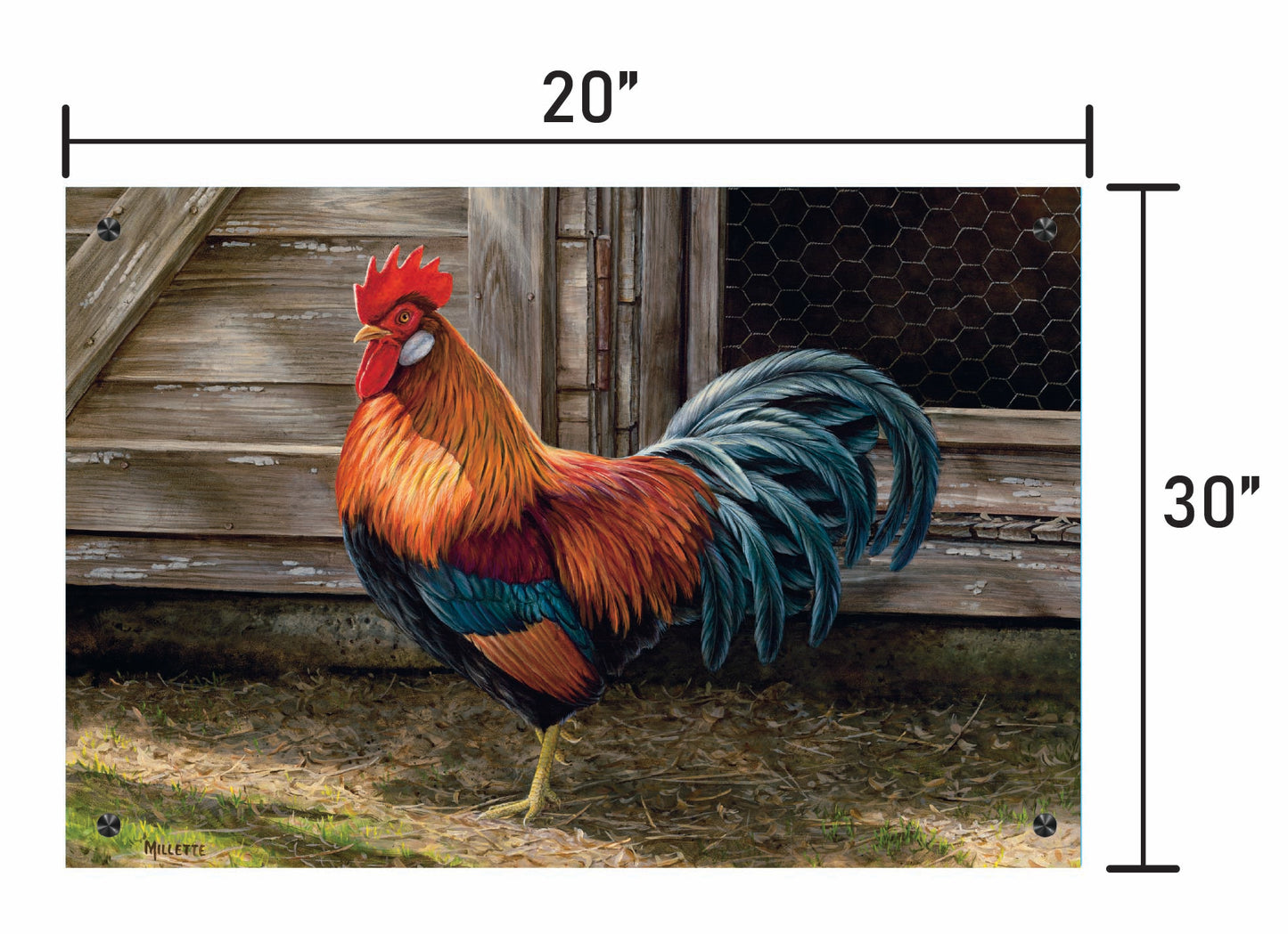 Light Brown Chicken Rooster