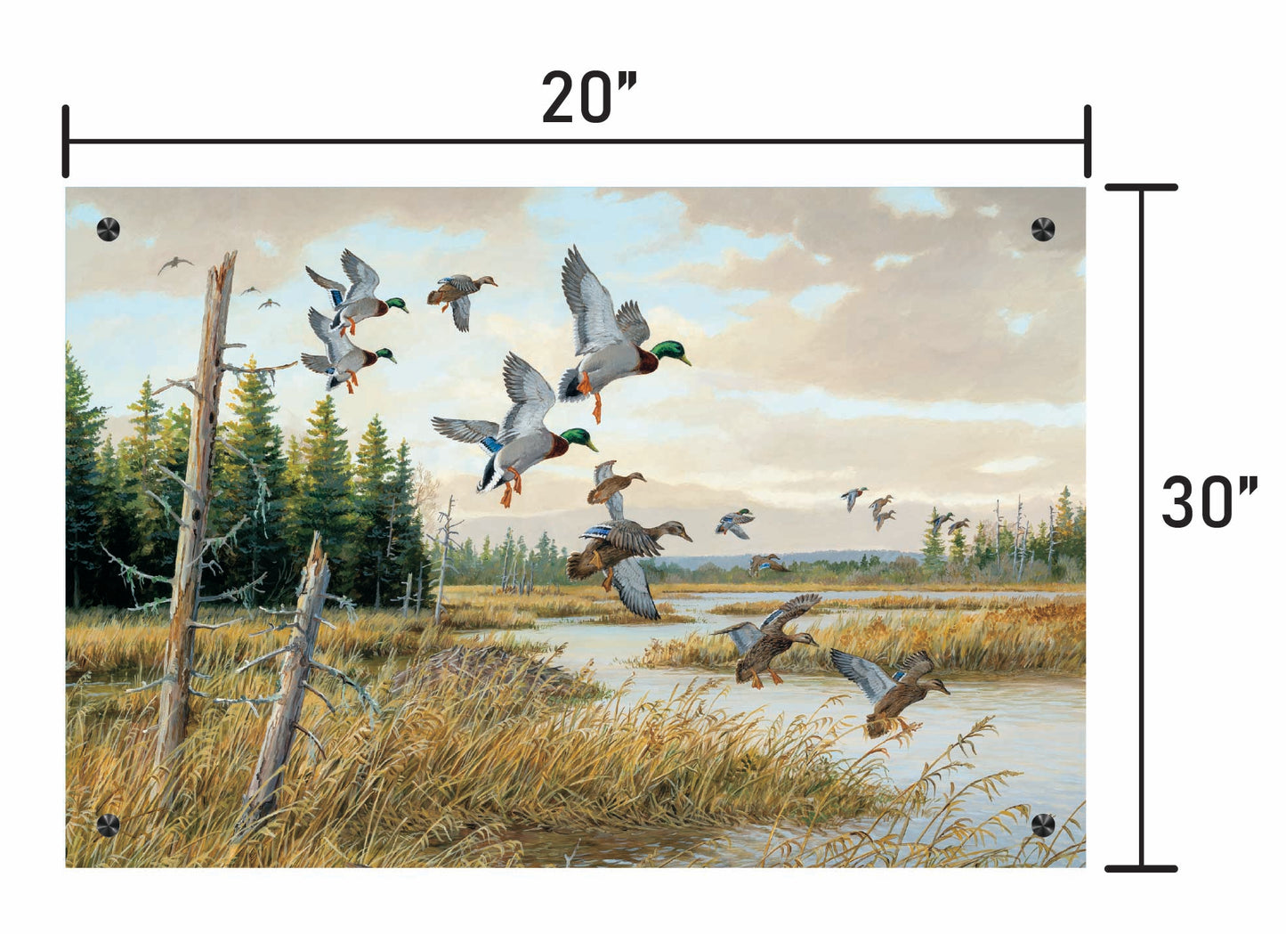 Hidden Pond-Mallards