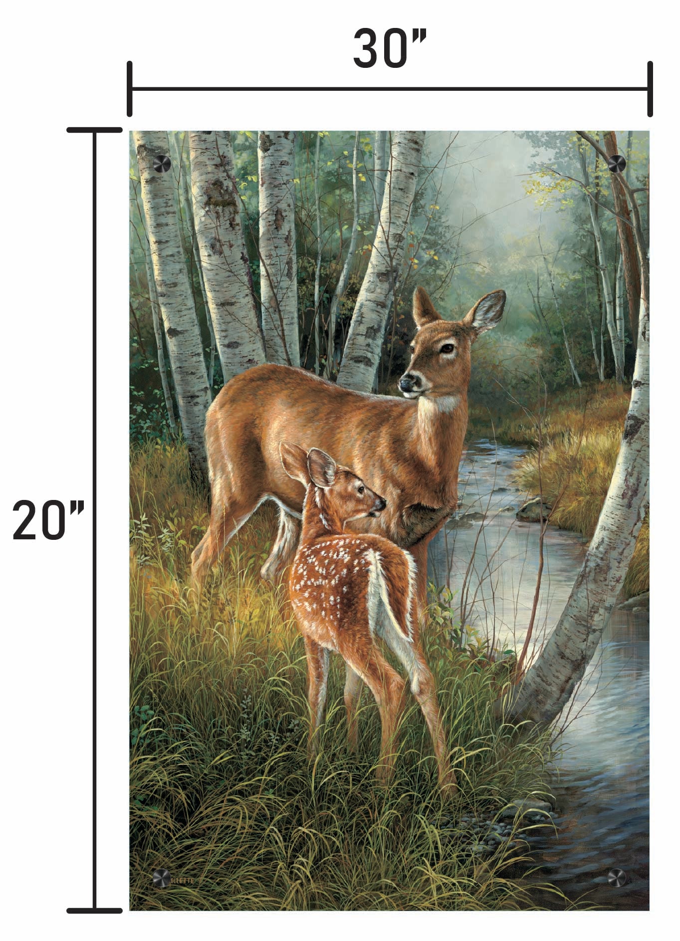 Birch Creek-Whitetail Deer