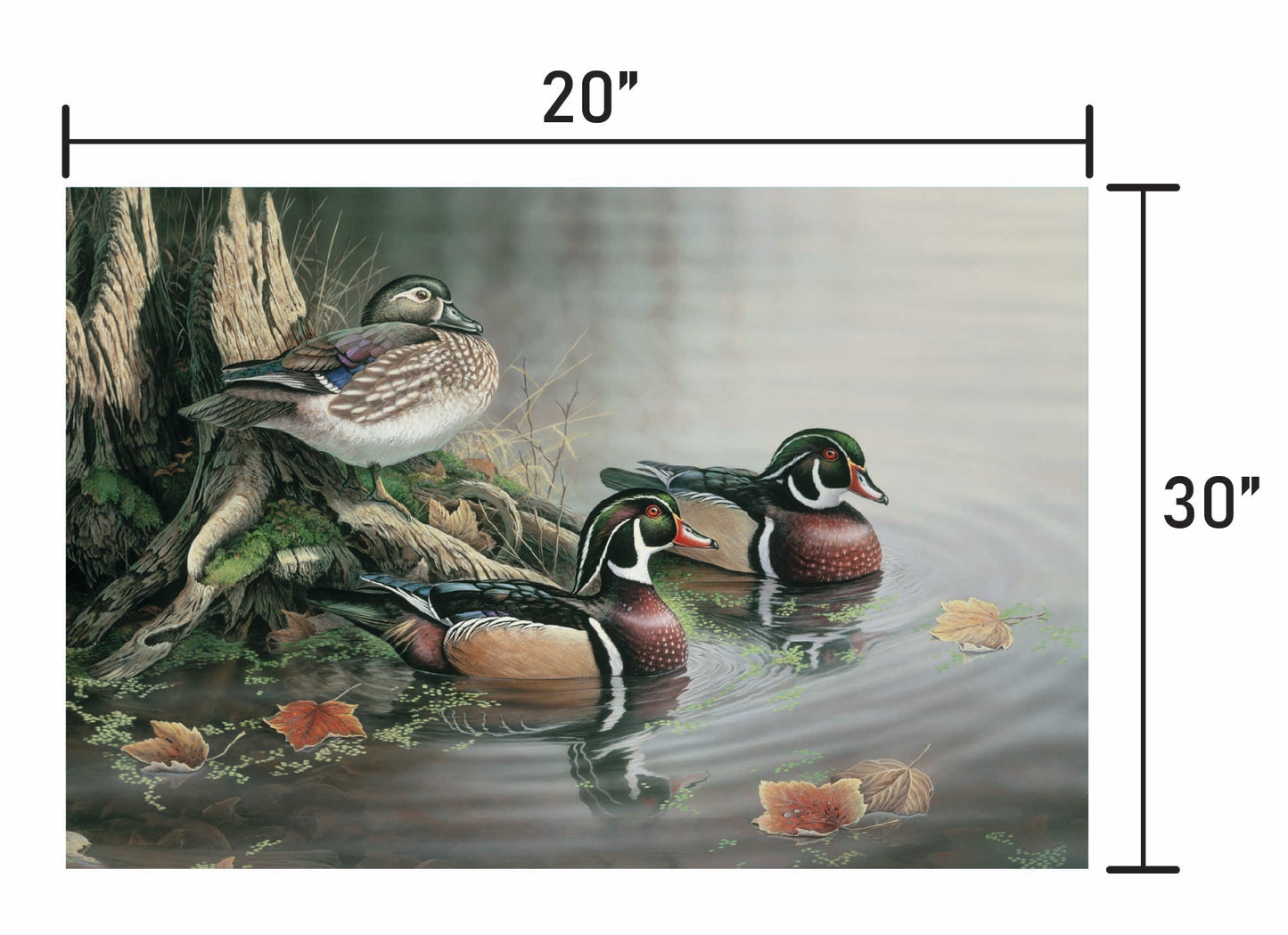 Backwater Wood Ducks