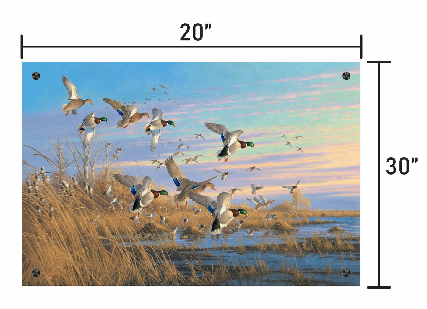 Dropping in Mallards
