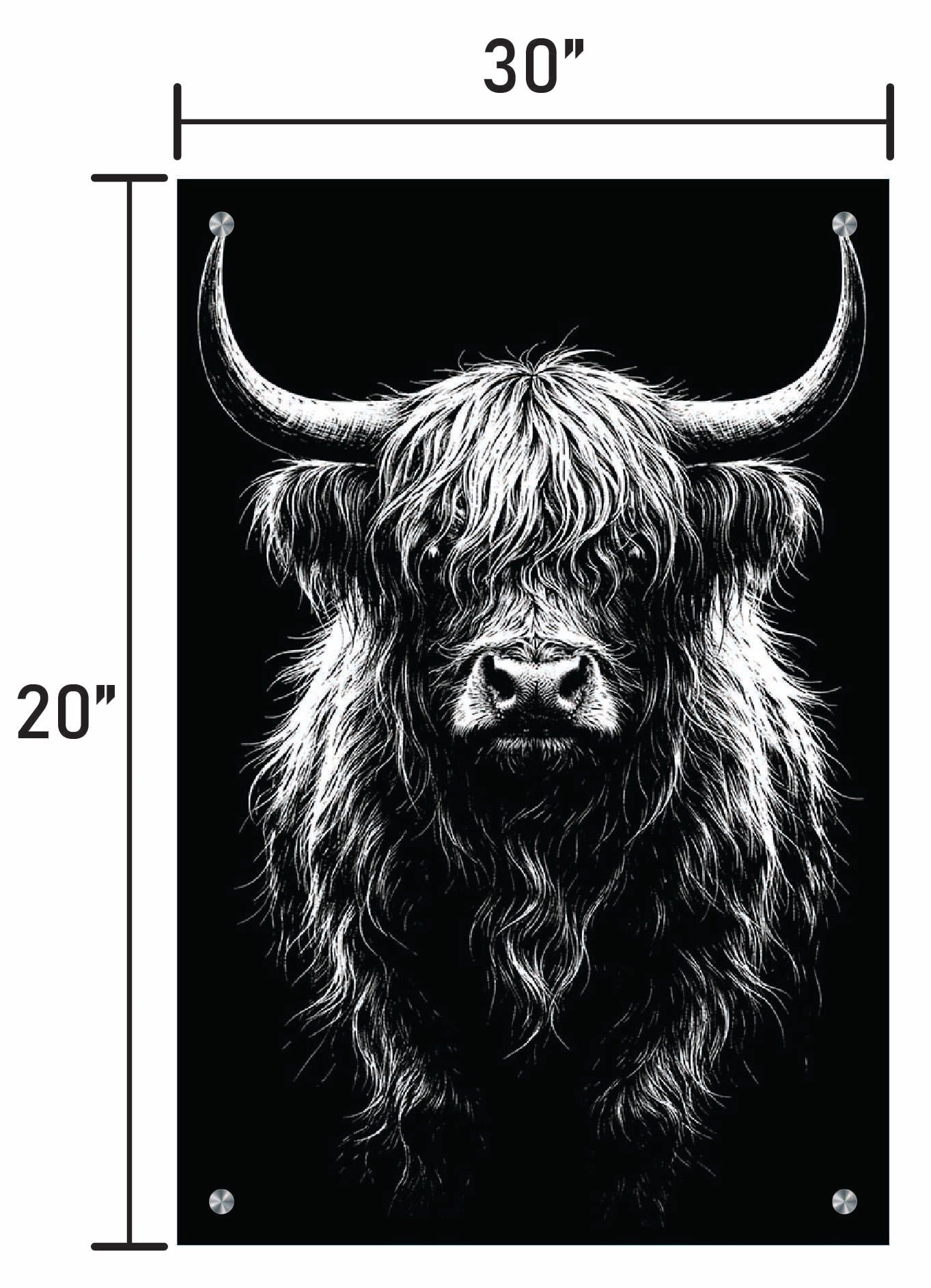 B&W Higlinder Cow 3