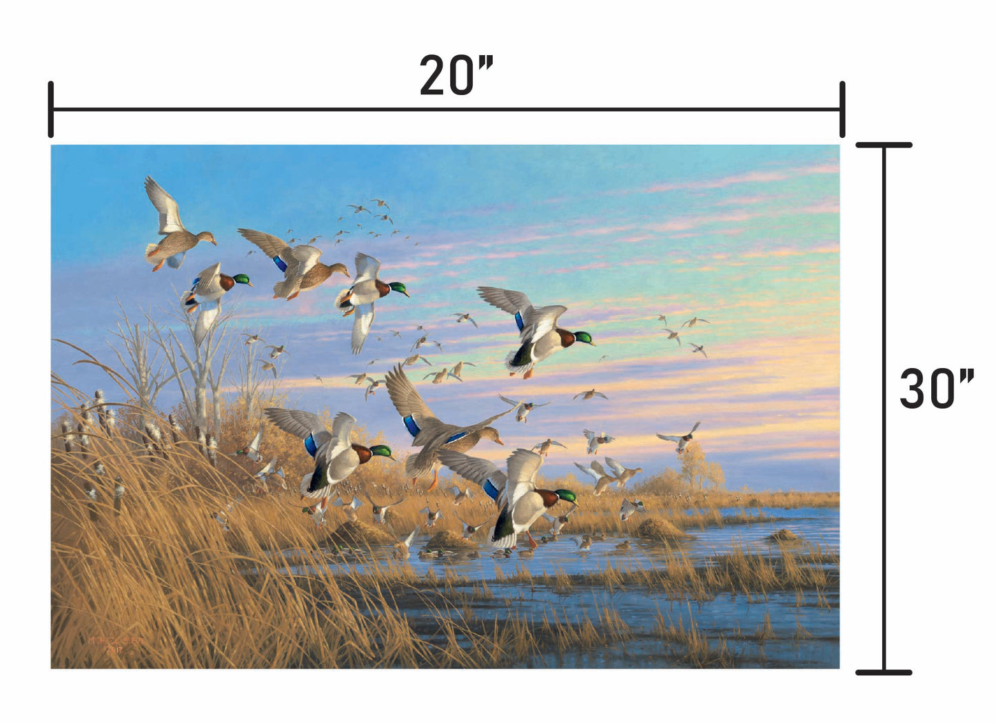 Dropping in Mallards