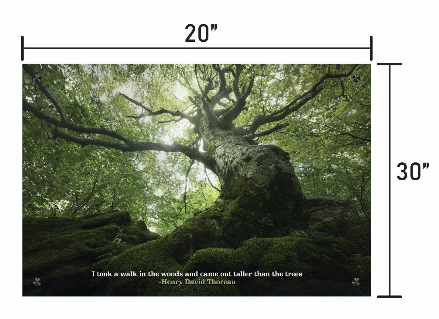 King of the Forest  w/ Quote