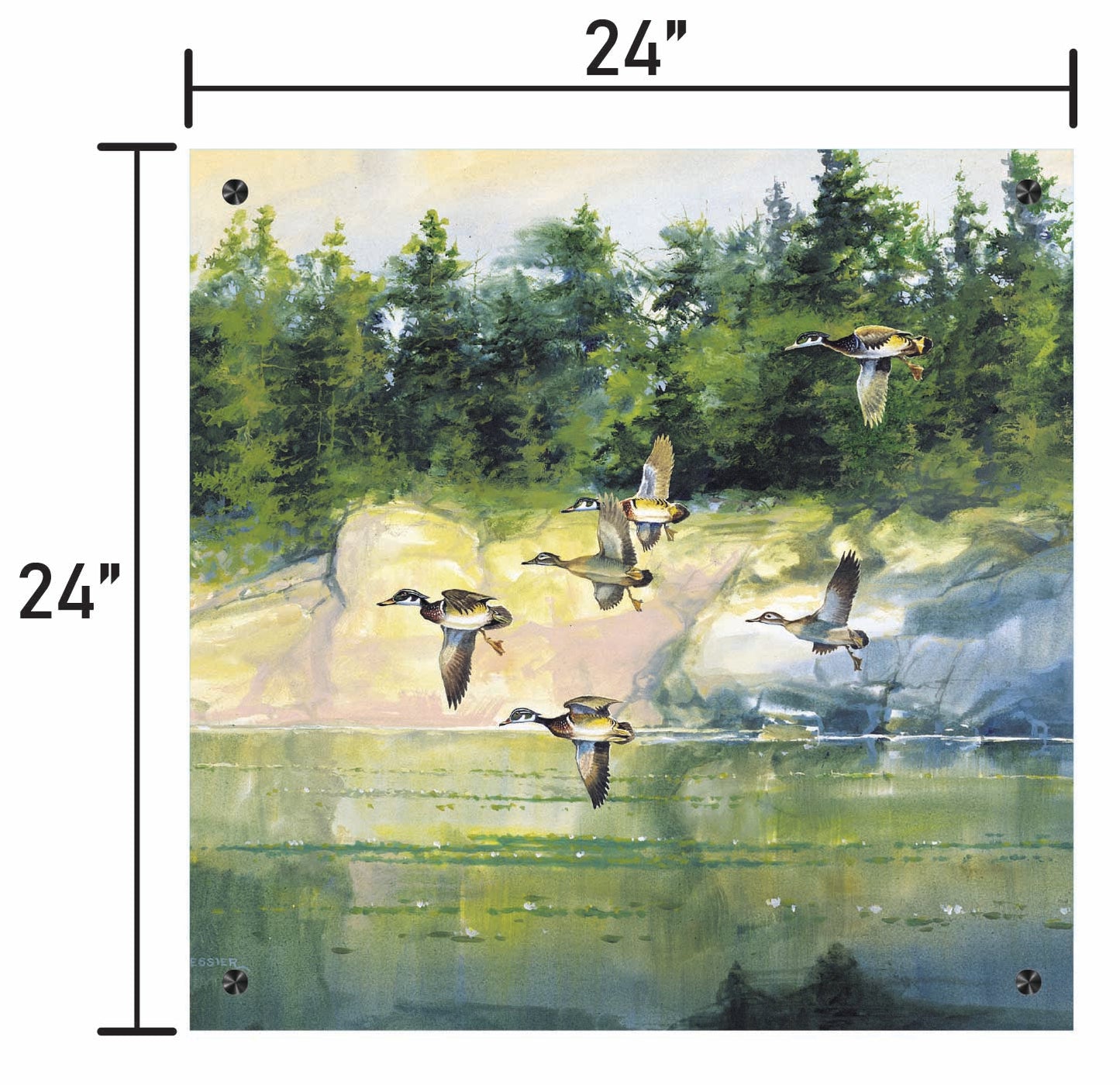 The Woodies-Wood Ducks