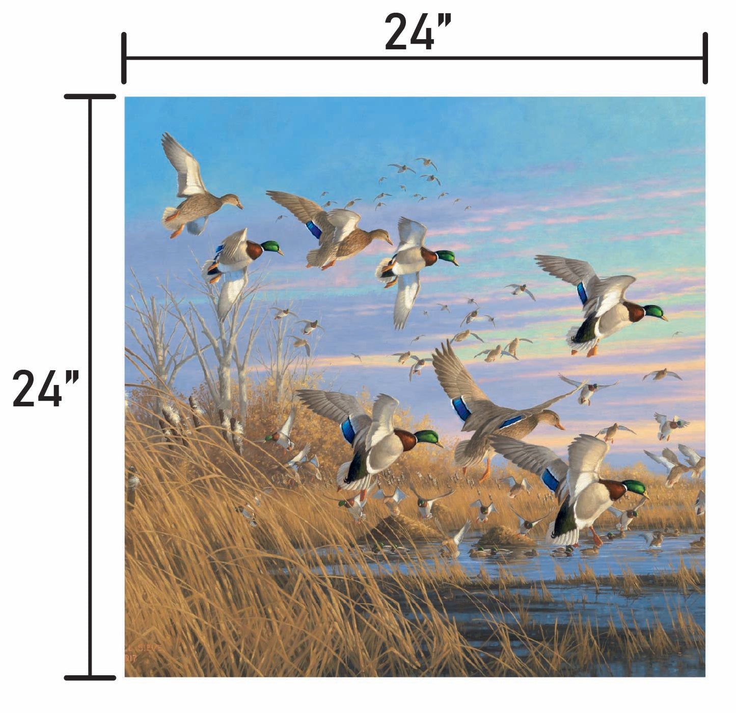 Dropping in Mallards