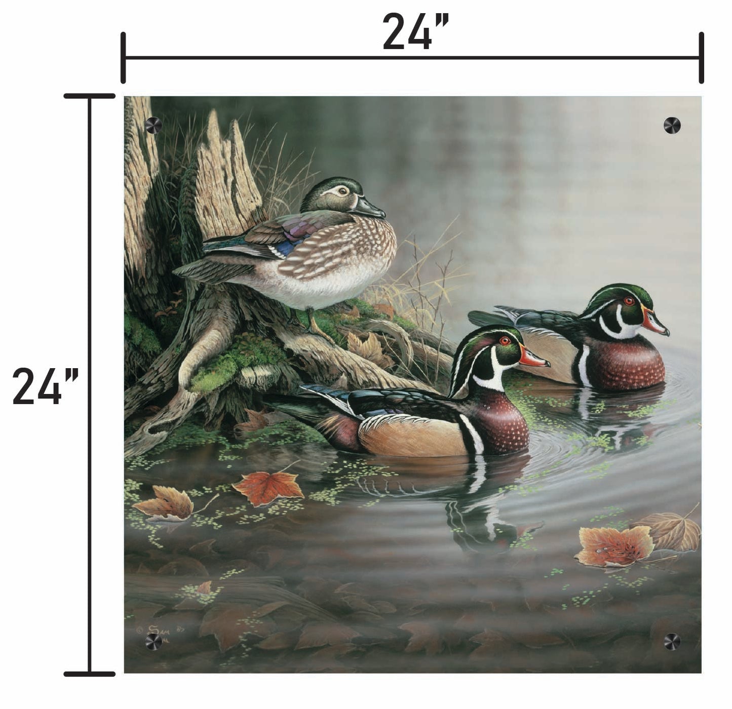 Backwater Wood Ducks