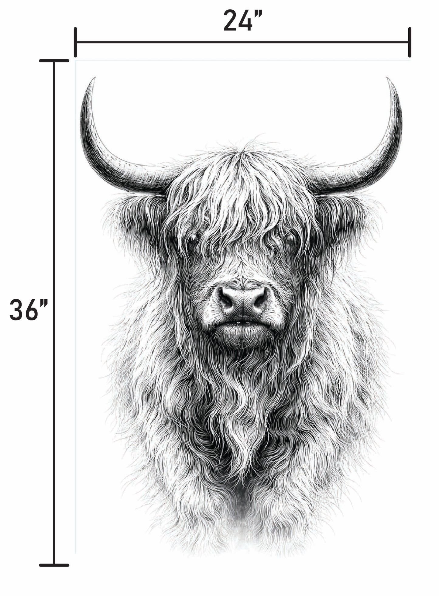 B&W Higlinder Cow 1