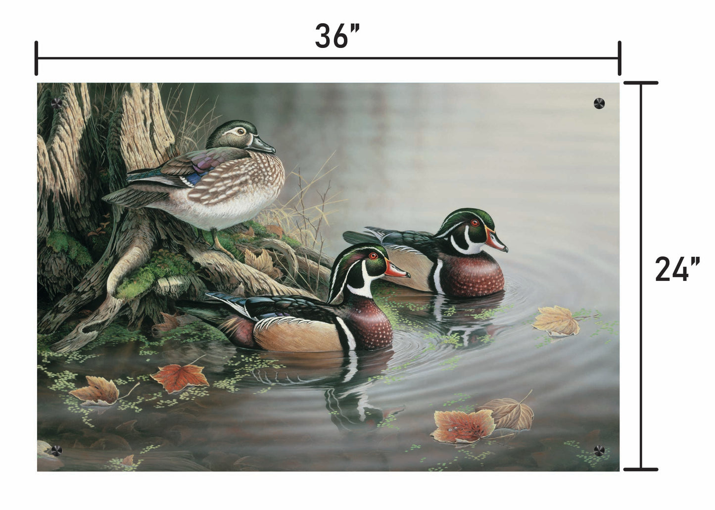 Backwater Wood Ducks