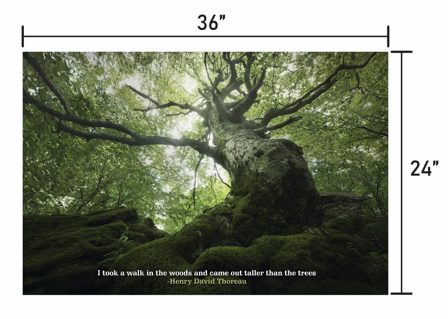 King of the Forest  w/ Quote