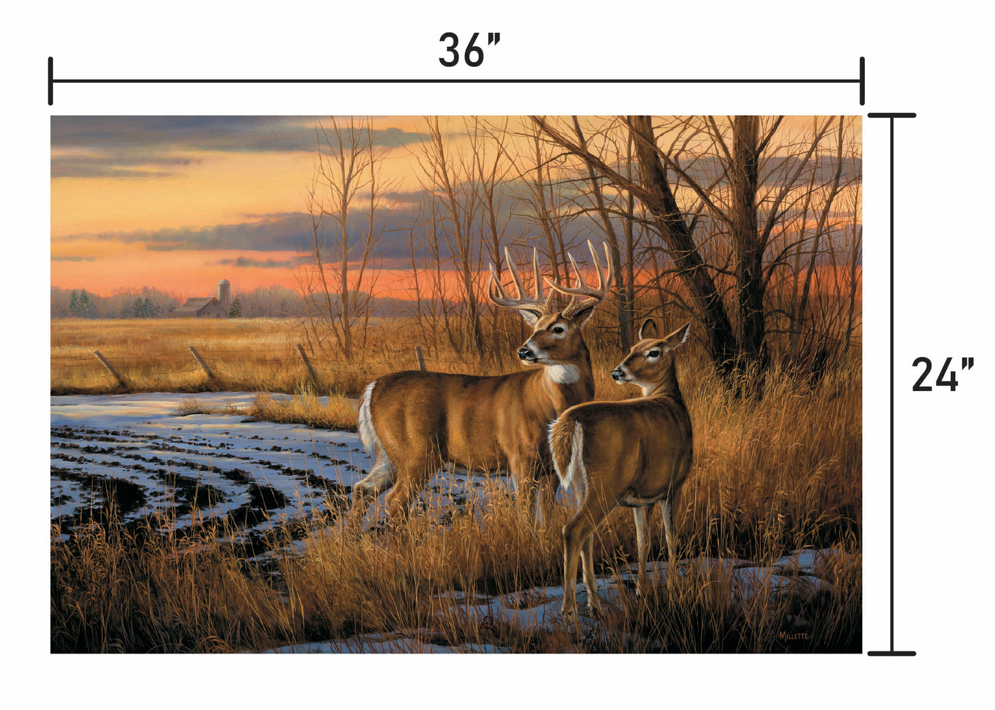 Daybreak-Whitetail Deer