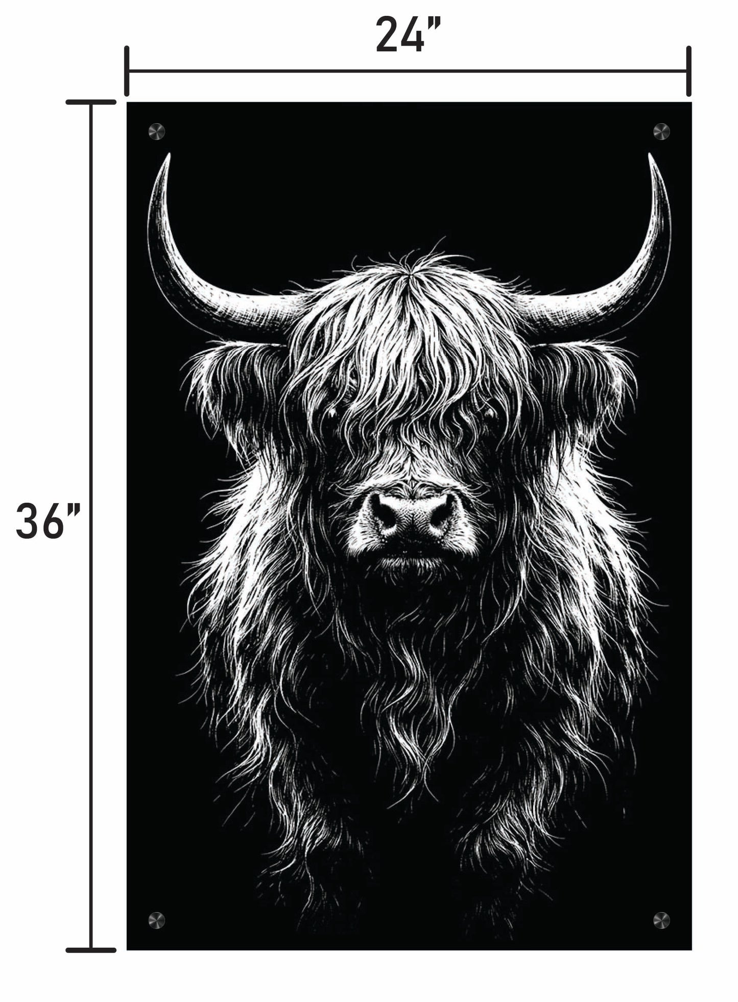 B&W Higlinder Cow 3