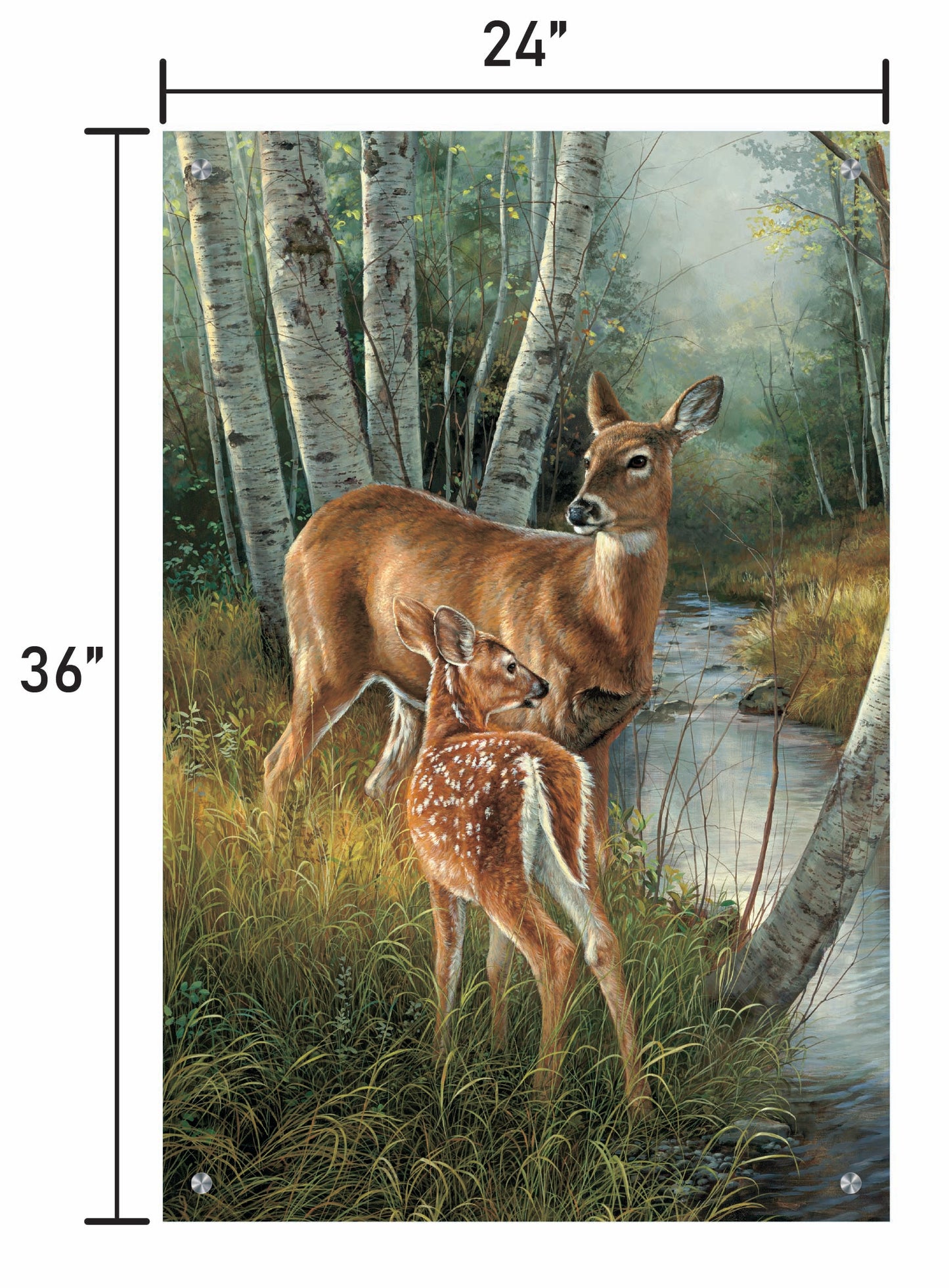 Birch Creek-Whitetail Deer