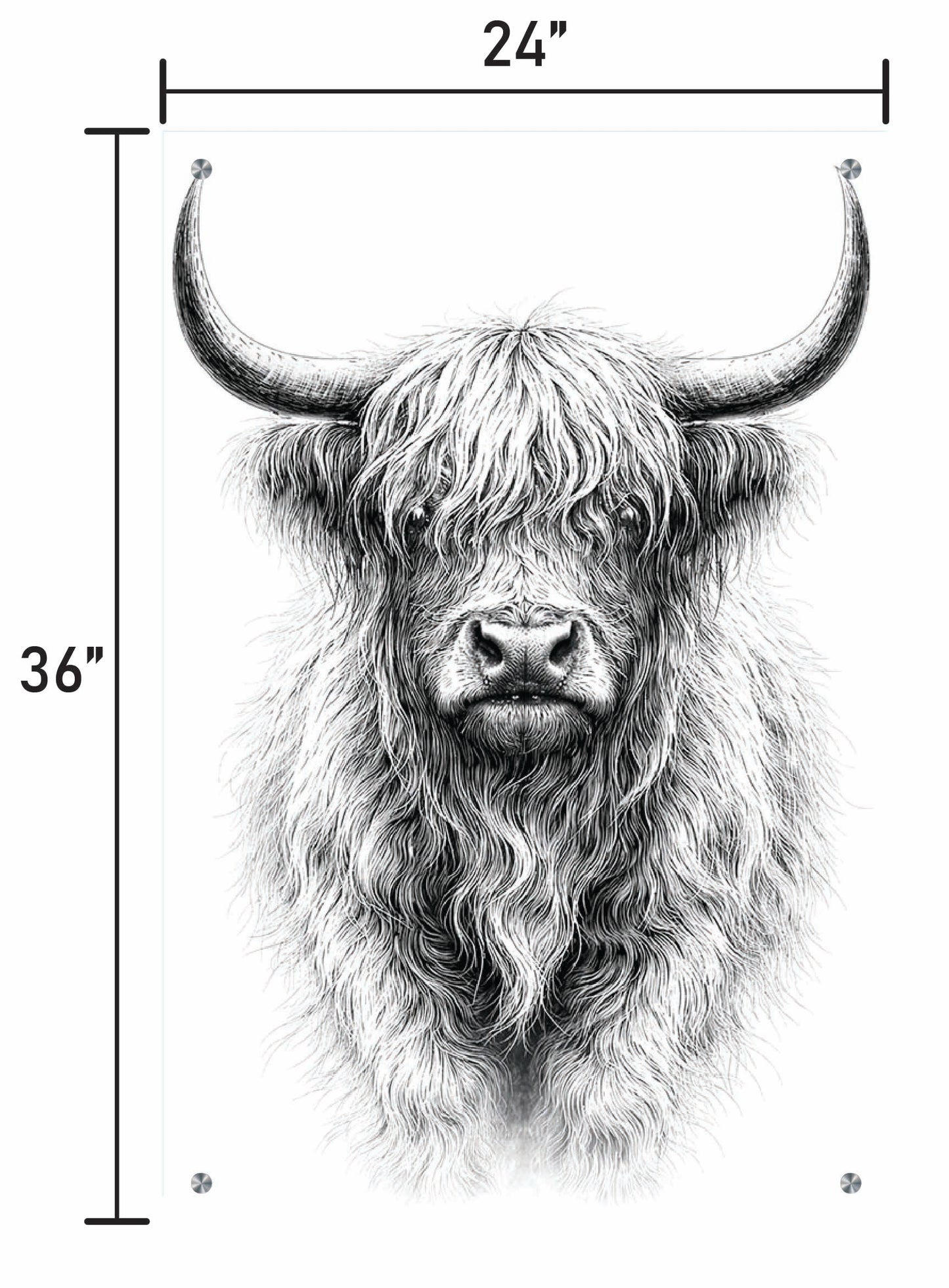 B&W Higlinder Cow 1