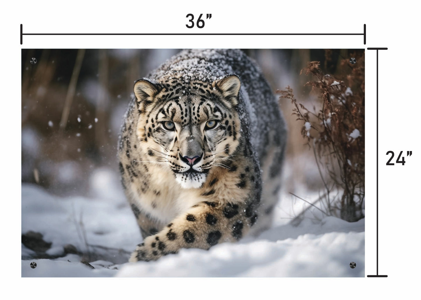 Snow Leopard