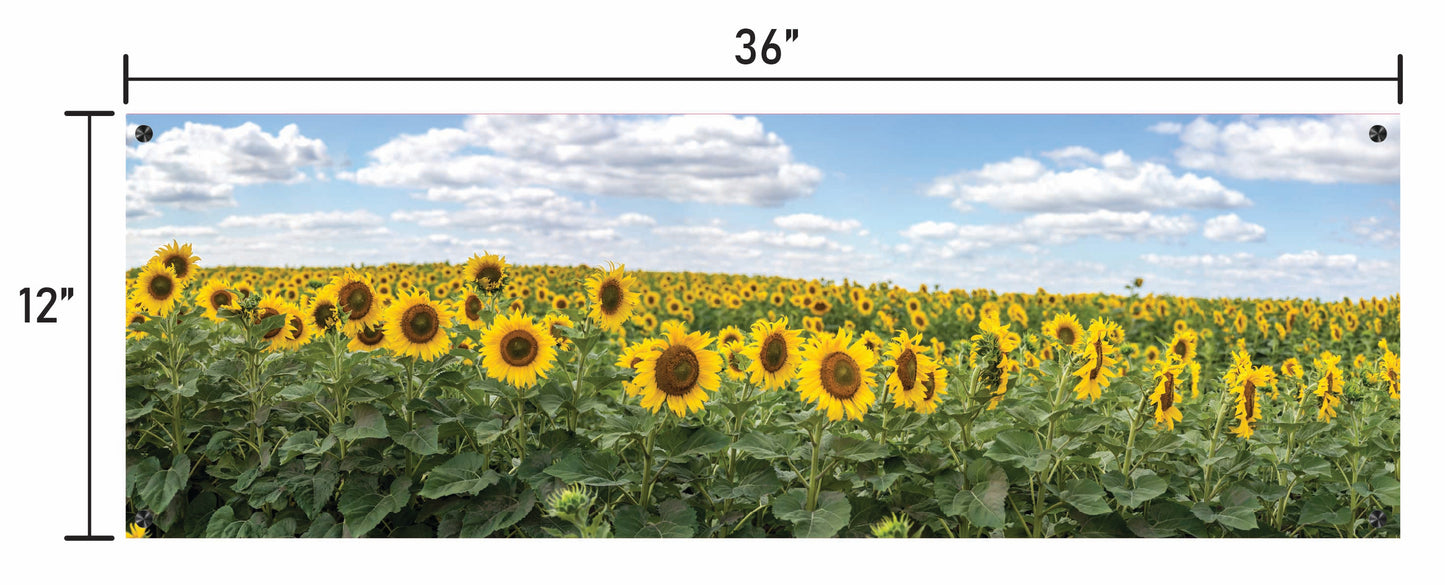 Blooming Sunflowers